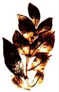 LAUR.gif (11400 bytes)